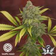 Bodhi Seeds Sunshine Daydream